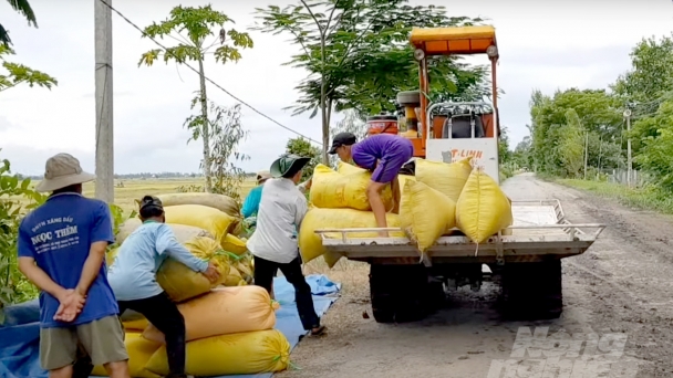 Bảo vệ đê bao, bờ bao để an toàn cho sản xuất lúa