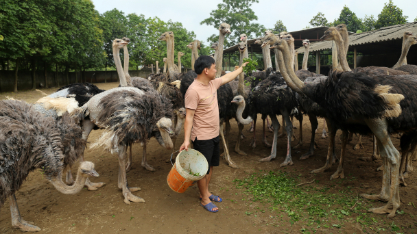 Nuôi loài chim mỗi con nặng hàng tạ