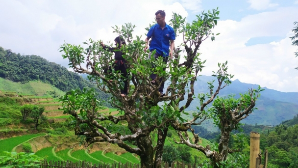 Vùng chè shan tuyết cổ thụ Tả Củ Tỷ