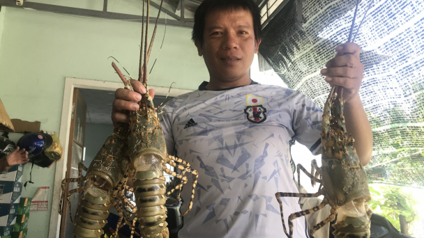 Nuôi biển - Cộng đồng phải thay đổi để thích ứng: [Bài 4] Đau đầu bệnh nguy hiểm trên tôm hùm