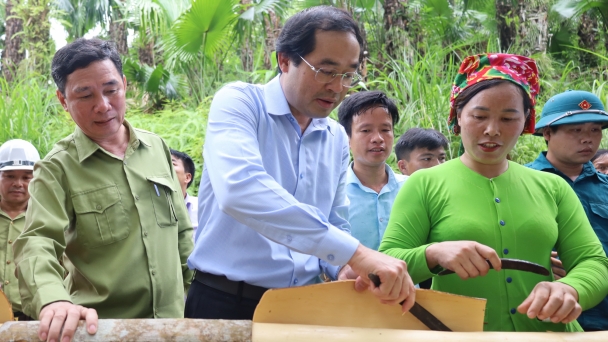 Lào Cai chú trọng nâng diện tích quế hữu cơ, đảm bảo '4 bền vững'