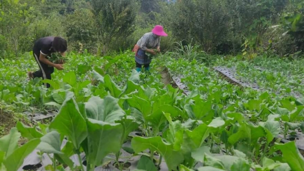 Trồng rau trái vụ trên 'cao nguyên trắng', thu 200 triệu đồng/ha