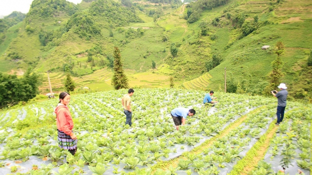 Trồng rau trái vụ gắn với du lịch nông nghiệp