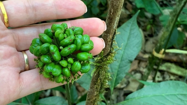 Ginseng can change Lai Chau’s forestry economy