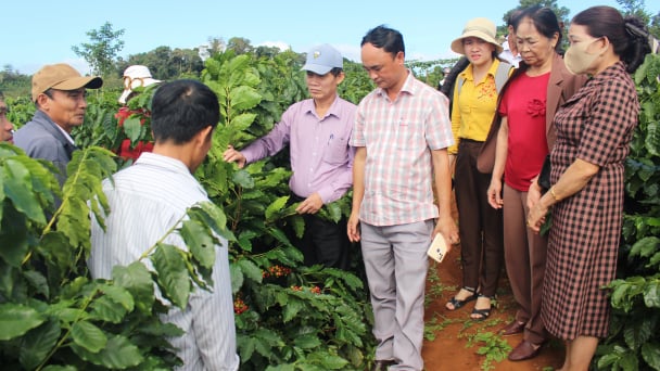 Nông dân Quảng Trị trầm trồ cà phê tái canh