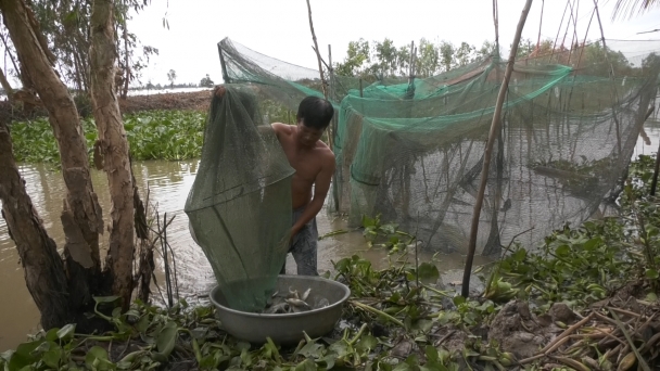 Trồng lúa hữu cơ kết hợp nhử cá tự nhiên mùa lũ