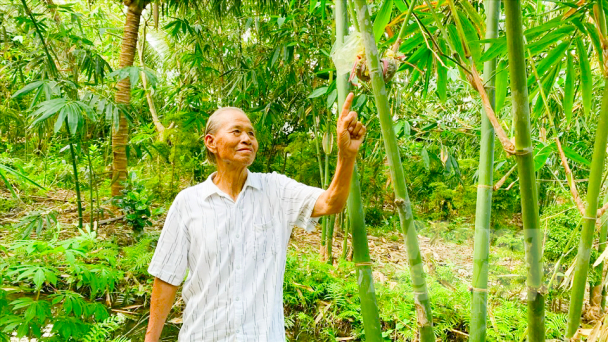 Tre tứ quý, cây trồng đa giá trị