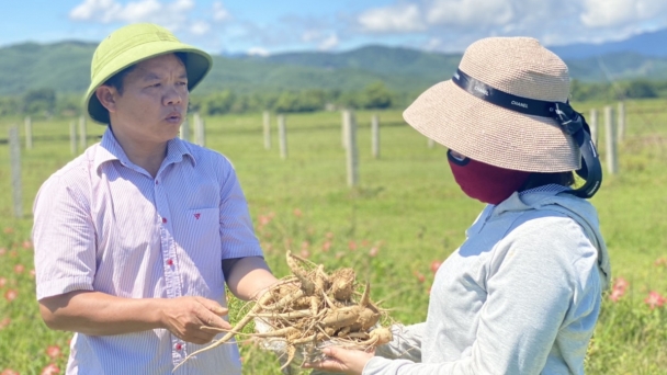 Triển vọng cây dược liệu ở ‘chảo lửa’ Hương Khê