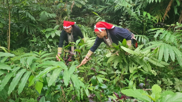 Cuộc sống phụ nữ vùng cao khấm khá nhờ thuốc nam