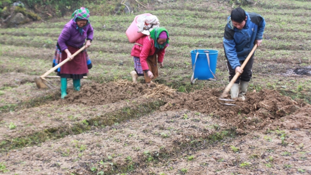 Cây cát cánh 'cất cánh' vùng cao Tả Van Chư