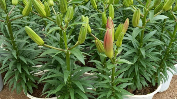 Trồng hoa lily trên chậu, chưa đến Tết đã 'cháy hàng'
