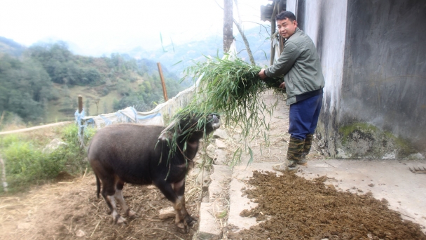 Vùng cao rét buốt, gia súc được 'ăn ngon, ở ấm'