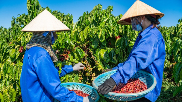 Xuất khẩu cà phê lần đầu vượt mốc 4 tỷ USD