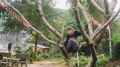 Phát hiện voọc chà vá chân xám về khu dân cư