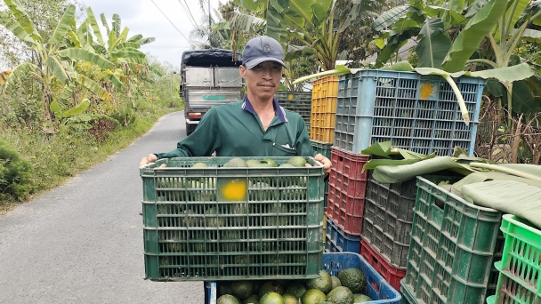 Khuyến cáo nông dân không bỏ vườn khi giá cam sành giảm sâu