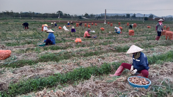 Vựa hành, tỏi 1.000 tỷ đồng rộn ràng vào vụ, vừa được mùa, vừa được giá