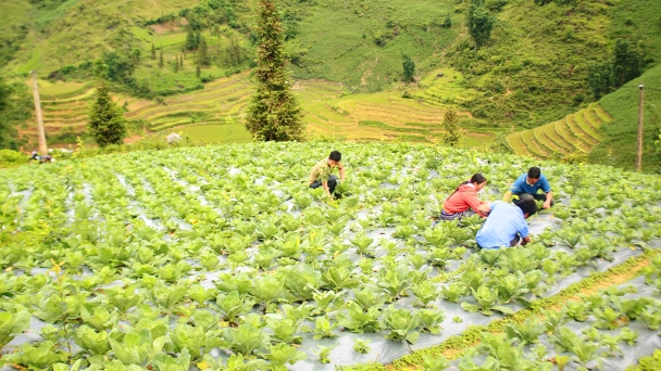 Rau trái vụ 'hái' tiền, bà con vùng cao hăng say mở rộng diện tích