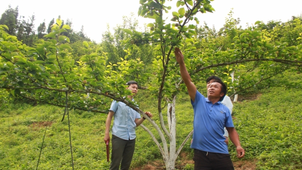 Cải tạo, trồng mới hàng trăm ha lê VH6 kết hợp làm du lịch