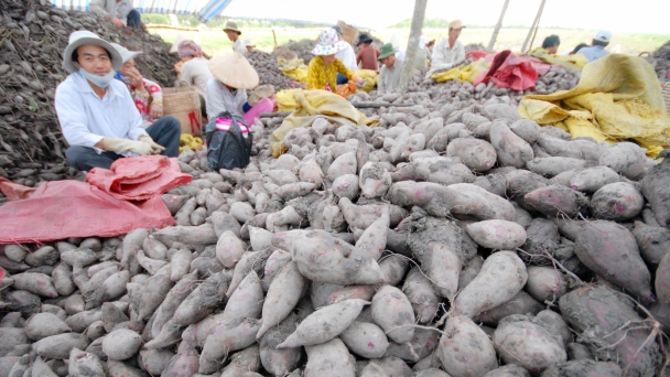 10.000 tấn khoai lang Vĩnh Long đủ tiêu chuẩn xuất chính ngạch