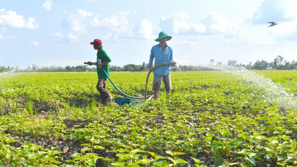 Vực dậy vựa khoai lang lớn nhất nước