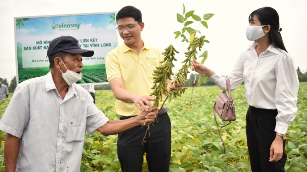 Luân canh đậu nành với lúa giúp giảm phân bón, tăng lợi nhuận