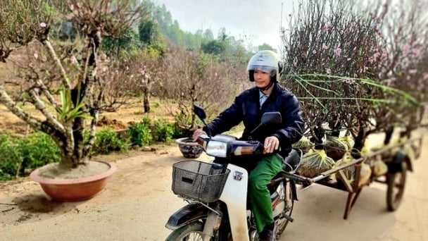 Đào Tết rộn ràng, từ làng ra phố