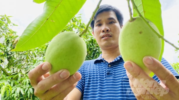 Xoài Tịnh Thới đi khắp muôn nơi...