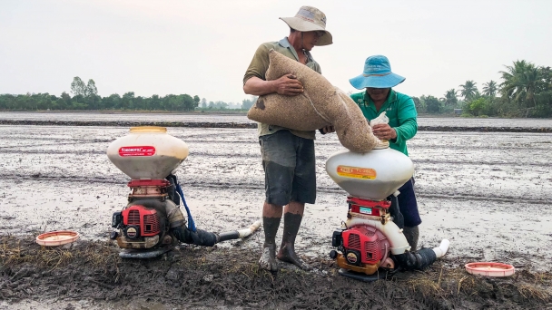 Tăng cường quản lý dịch hại, bảo vệ lúa hè thu 2023 vừa xuống giống