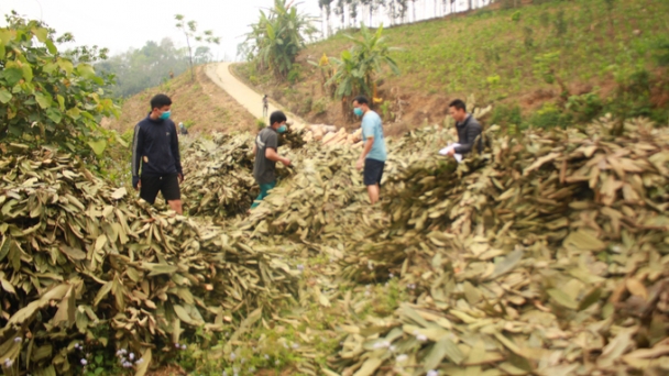 Cây quế 'cứu cánh' cho bà con vùng cao trước hạn hán kéo dài