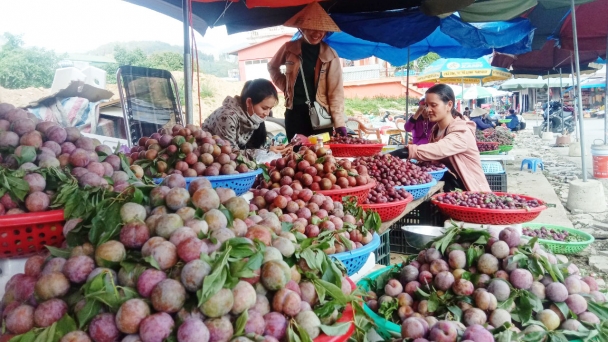 Mận tam hoa Bắc Hà rộn rã vào mùa thu hoạch