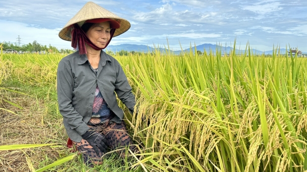 Nam Trung bộ thắng lớn vụ lúa hè thu