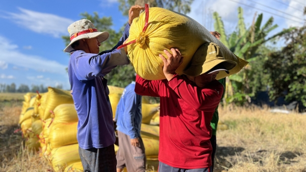 Cơn sốt giá lúa và niềm vui của các chuỗi liên kết