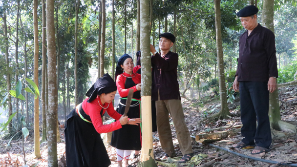 Tính xa cho vùng quế Yên Bái