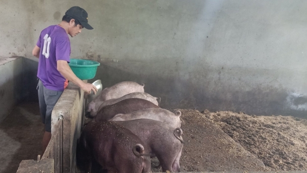 Nông dân phấn chấn 'bắt tay' với Tập đoàn Quế Lâm nuôi lợn hữu cơ