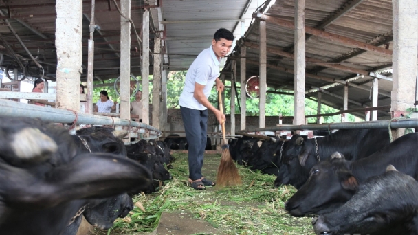 Gắn chăn nuôi - trồng trọt tuần hoàn, thúc đẩy nông nghiệp hữu cơ