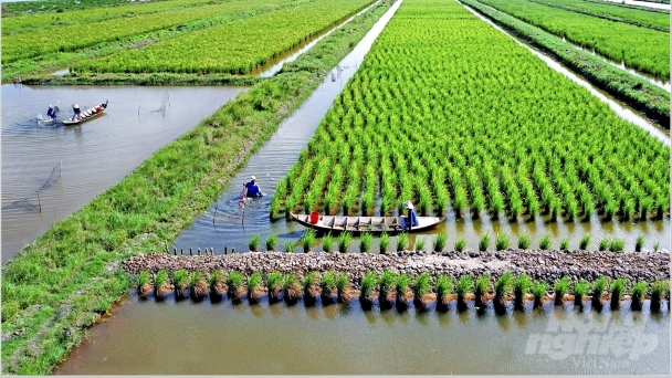 Niềm vui ngập tràn trên cánh đồng lúa - tôm