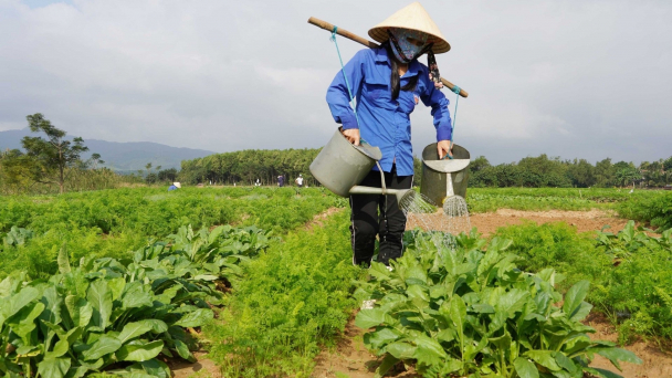 Vùng xanh trên cồn nổi