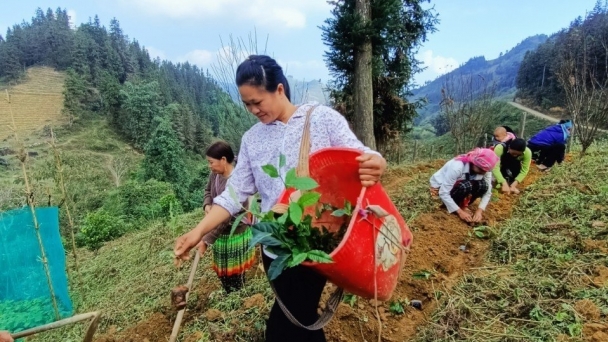 Năm 2024, Lào Cai trồng mới 300ha chè