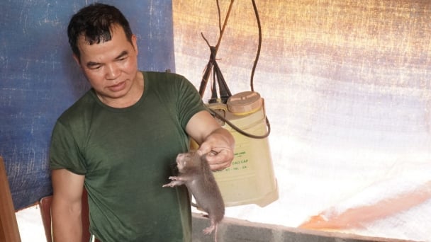 Nở rộ nuôi dúi ở Bắc Kạn