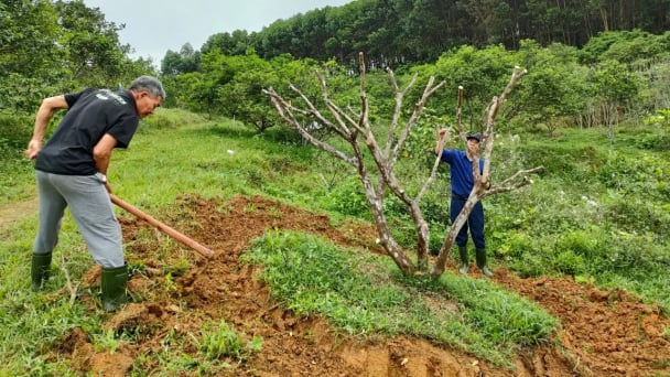 'Bắt bệnh, bốc thuốc' cho vườn cam thoái hóa