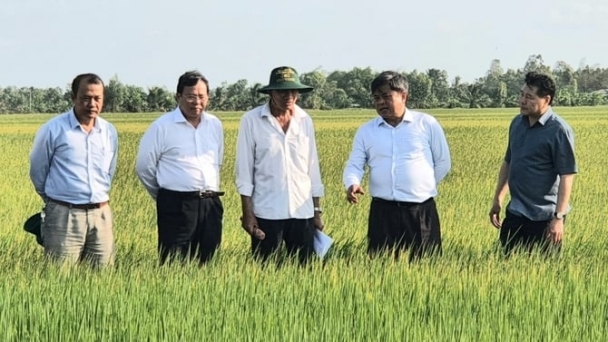 Kiện toàn bộ máy Dự án VnSAT để triển khai đề án 1 triệu ha lúa