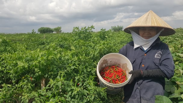 Giống ớt cay Hafam 6 rộng cửa xuất khẩu