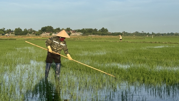 Xuống đồng chăm sóc lúa hè thu giữa nắng nóng gay gắt