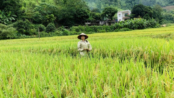 Lúa đặc sản Séng Cù đạt năng suất 60 tạ/ha