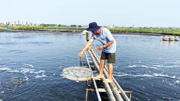 Thời tiết thất thường, người nuôi tôm lo dịch bệnh