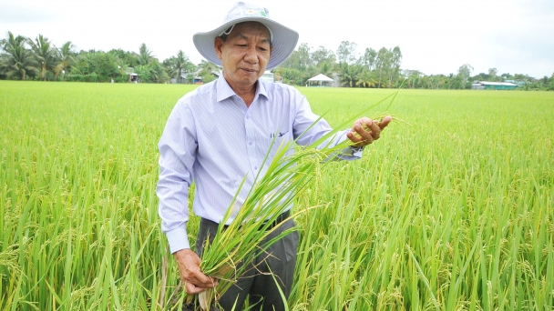 Cánh giác nguy cơ sâu bệnh hại lúa hè thu mùa mưa bão