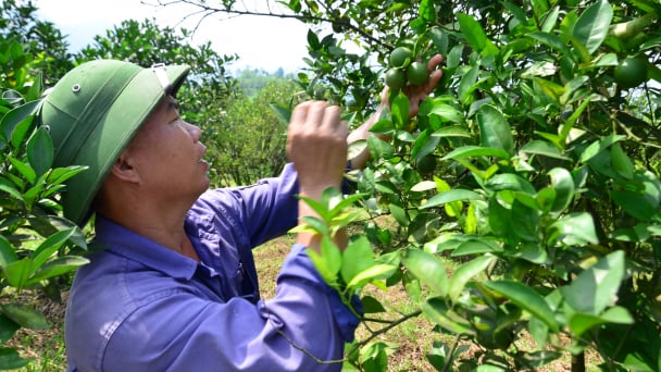 Chuyện một người Kinh trồng quýt Thái ở xứ Mường