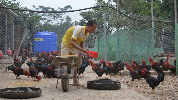 Vĩnh Phúc chú trọng chăn nuôi an toàn dịch bệnh