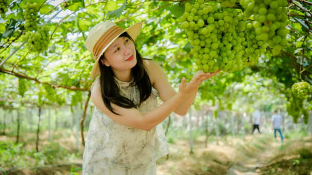 Nho mẫu đơn trĩu quả trên vùng đất sỏi đá