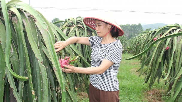 Kiên trì, nghiêm túc trồng thanh long hữu cơ